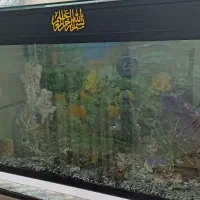 آکواریوم  بزرگ|ماهی|ملارد, |دیوار