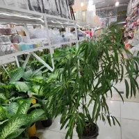 بنجامین آمستل سالنی پتوس سانسوریا دیفن شفلرا ورمی|گل و گیاه طبیعی|قم, ولیعصر|دیوار