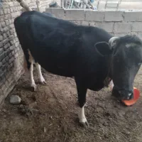 گاو دو رگه|حیوانات مزرعه|زیرکوه, |دیوار