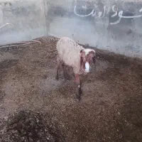 بره ماده ترکمنی سالم سالم