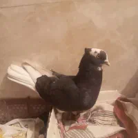 کبوتر مست مست به شرط دوری|پرنده|شوشتر, |دیوار