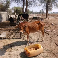 گاو فروشی|حیوانات مزرعه|میناب, |دیوار