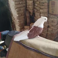 دوکت نوک ریز دم سبز سرور شازده