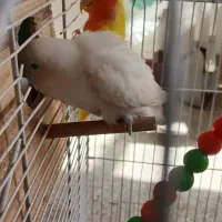 طوطی بزیلی کله هلویی و سفید