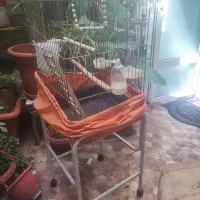 قفس پرنده با وسایل و پایه قفس|لوازم جانبی حیوانات|تهران, مقدم|دیوار