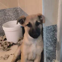 واگذاری سگ ژرمن شپرد|سگ|قم, باجک یک|دیوار