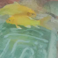حراج دونه ای ۵۰۰ همش باهم تکی ندارم