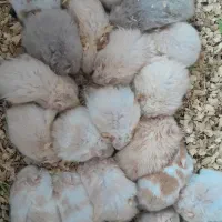 همستر|موش و خرگوش|بهبهان, |دیوار