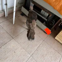 بوقلمون ماده|پرنده|رشت, آزادگان|دیوار