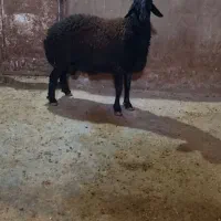 بره قوچ قرع قیزیل|حیوانات مزرعه|بزینه رود, |دیوار