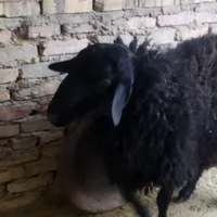 بره نر سام برای کشتار و برای قوچی|حیوانات مزرعه|گرمسار, |دیوار