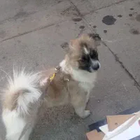 میکس پامر روباهی پیکینیز|سگ|تهران, شکیبا|دیوار