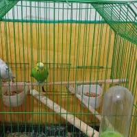 دو عدد مرغ عشق ویه عروس هلندی رام ،