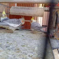 عروس هلندی و طوطی کوتوله