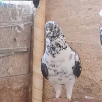 فروش کبوتر طوقی و خوشرنگ|پرنده|عسلویه, |دیوار