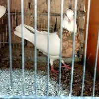 فروش طوقی جفتگاه