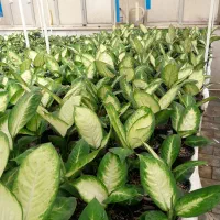 گل آپارتمانی دیفن کاملیا