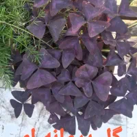 گل های زیبا|گل و گیاه طبیعی|آستارا, |دیوار