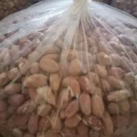 بادام زمینی آستانه|حراج|آستانه اشرفیه, |دیوار