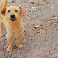 سگ پاکوتا|سگ|رفسنجان, |دیوار