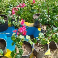 گل کاغذی