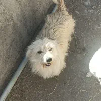 یه جفت شیتزو