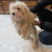 سگ شیتزو تریر|سگ|کرمان, |دیوار