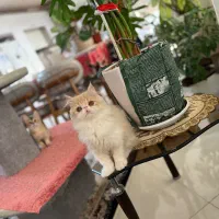 پرشین سوپر فلت اگزوتیک