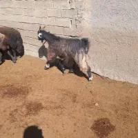 پنج بز ابستن شکم دوم|حیوانات مزرعه|سمیرم, |دیوار