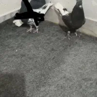 کلاغ دم سفید زاغ دم سفید