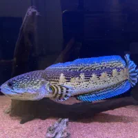 چانا گلدن کبرا