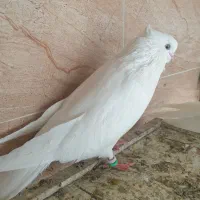 یک جفت سفید کاکولی
