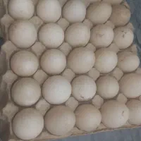 فروش تخم نطفه دار اردک روسی و محلی|حیوانات مزرعه|سرخرود, |دیوار