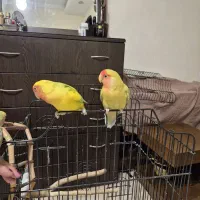 فروش طوطی بزیلی مولد با جوجه