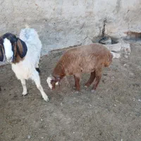 ۳تابزغاله۱۰م دانه۳۵۰۰بره چاق موجوده قصابی پذیرفته|حیوانات مزرعه|بجنورد, |دیوار