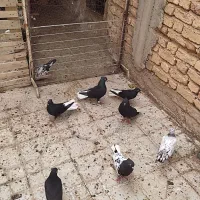 کبوتر بهبهانی جوجه و بزرگ