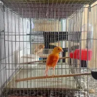 قناری موزاییکی فایو نژاد دار معاوضه با سهره