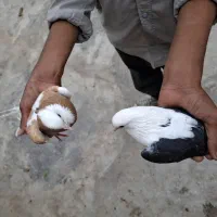 کبوتر دوبال|پرنده|بهارستان, |دیوار