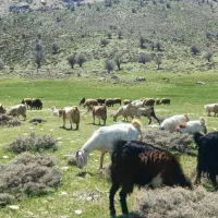 تعداد  ۲۷ بز خوب به فروش میرسد