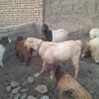 نربز سانن|حیوانات مزرعه|فریمان, |دیوار