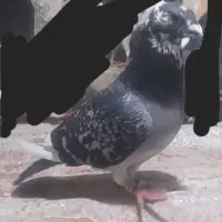 مسافتی رفتنی