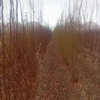 انواع نهال مثمر وغیر مثمر شناسه دار