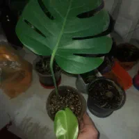 قلمه برگ انجیری جوانه دار و پر ریشه