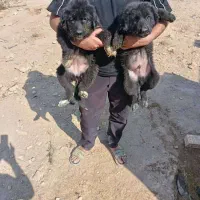 سگ بومی|سگ|اصفهان, منتظرالمهدی|دیوار