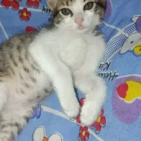 بچه گربه