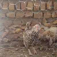 مرغ گلین|حیوانات مزرعه|سمیرم, |دیوار