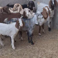 ۵بز دورگ پاکستانی زاییده بزغاله بزرگ موقعیت بردسکن