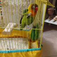 طوطی برزیلی|پرنده|ری, شهادت|دیوار