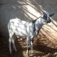 کهره سومالی خارجی