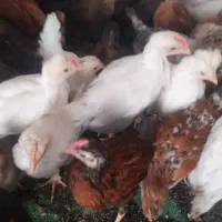 فروش جوجه.. و..اردک